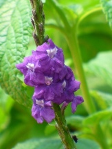 Purple Porterweed, Stachytarpheta frantzii